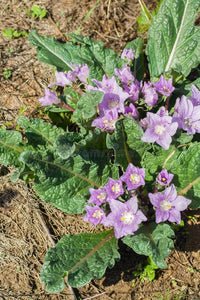 Mandragora Blumensamen zur Aussaat – sonnenliebend – Traditionssorte & ohne Gentechnik Samen Hausgarten