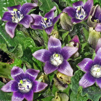Schwarz Mandrake Mandragora Autumnalis Blumensamen – Traditionssorte ohne Gentechnik Garten Aussaat