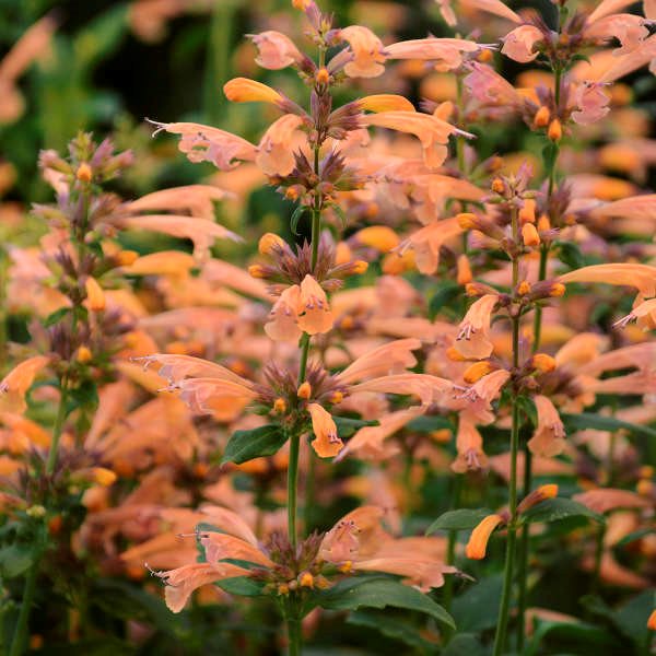 Semi di agastache Navajo arancione da seminare, con fiori luminosi perenni