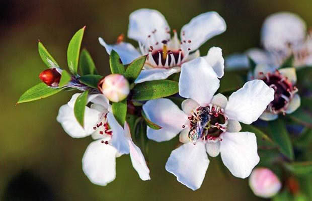 Manuka blume samen for vibrant garten blooms
