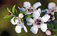 Manuka blume samen for vibrant garten blooms
