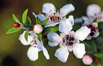 Manuka blume samen for vibrant garten blooms
