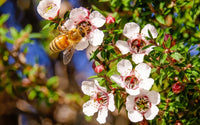 Manuka samen for borders and garten beds
