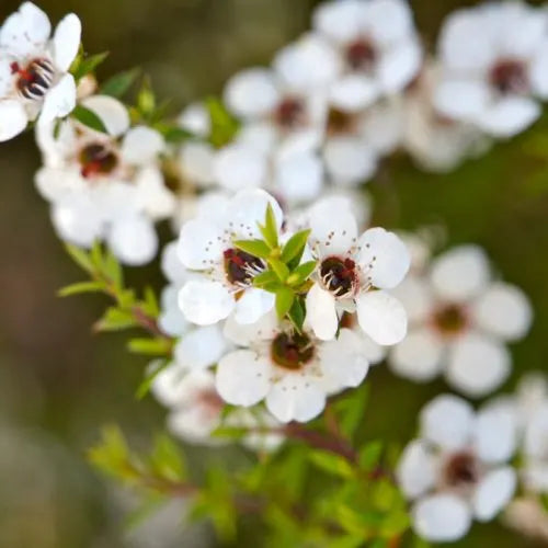Manuka Blumensamen zur Aussaat – saisonal Dauerblüher – Traditionssorte & ohne Gentechnik Samen Hausgarten