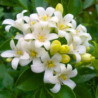 Weiß Murraya Paniculata Blumensamen zur Aussaat – lang Blüte Saison – Traditionssorte & ohne Gentechnik Samen Hausgarten