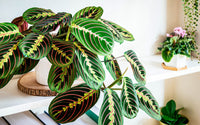 Maranta Leuconeura – Blumensamen zur Aussaat – kompakt Wuchs – Traditionssorte & ohne Gentechnik Samen Hausgarten