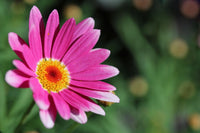 Argyranthemum Blumensamen: wichtig Aussaat Leitfaden