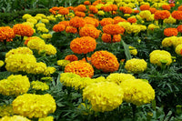 Gelb marigolds wachsend in garten beds