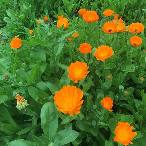 Pacific Beauty Orange Marigolds Anbau in Garten Border