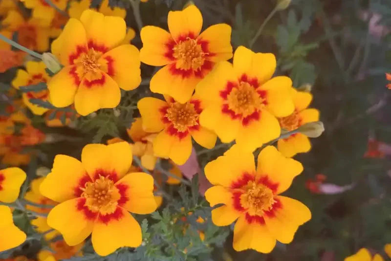 Easy to grow gelb signet marigold samen for containers and gardens
