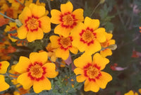 Easy to grow gelb signet marigold samen for containers and gardens
