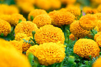 Gelb Studentenblume Blumensamen zur Aussaat – robust Sorte – Traditionssorte & ohne Gentechnik Samen Hausgarten