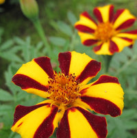 Studentenblume Majestic Blumensamen zur Aussaat leuchtend Traditionssorte & ohne Gentechnik Samen Hausgarten