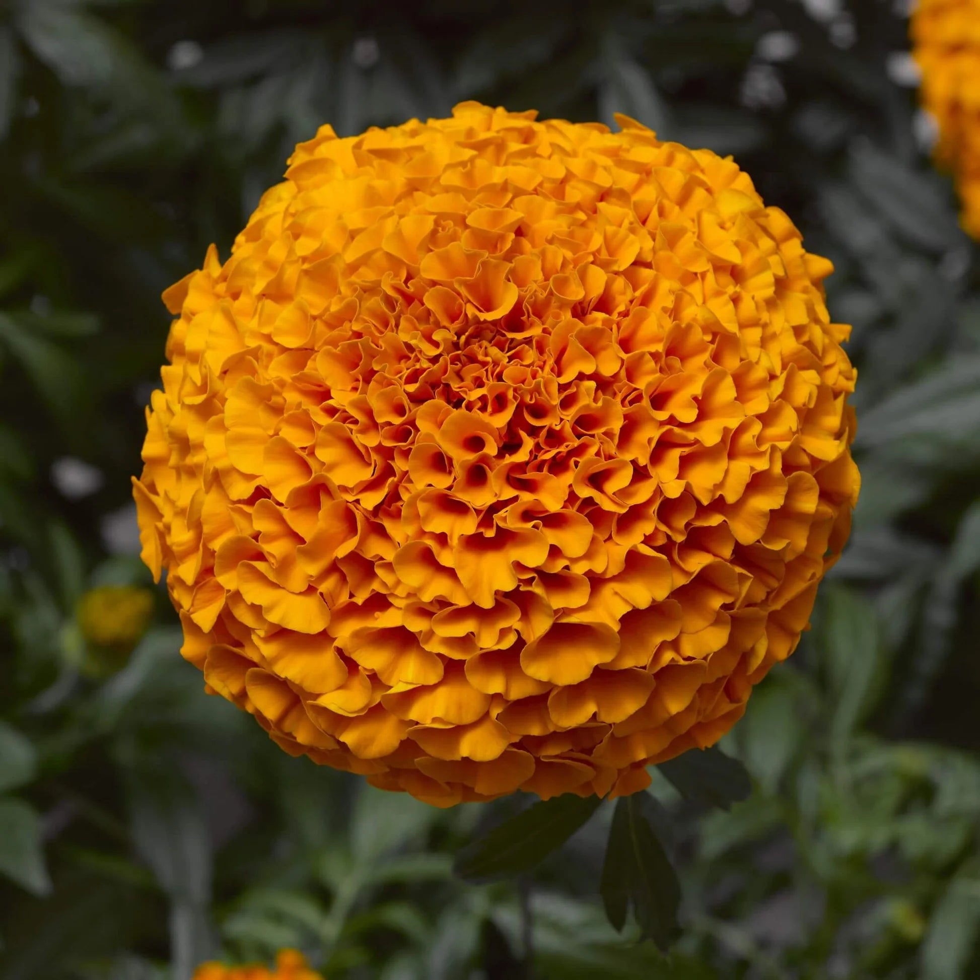 Weiß Orange Mittagsgold Blumensamen zur Aussaat – hochwertige Qualitäts- – Traditionssorte & ohne Gentechnik Samen Hausgarten