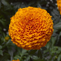 Weiß Orange Mittagsgold Blumensamen zur Aussaat – hochwertige Qualitäts- – Traditionssorte & ohne Gentechnik Samen Hausgarten