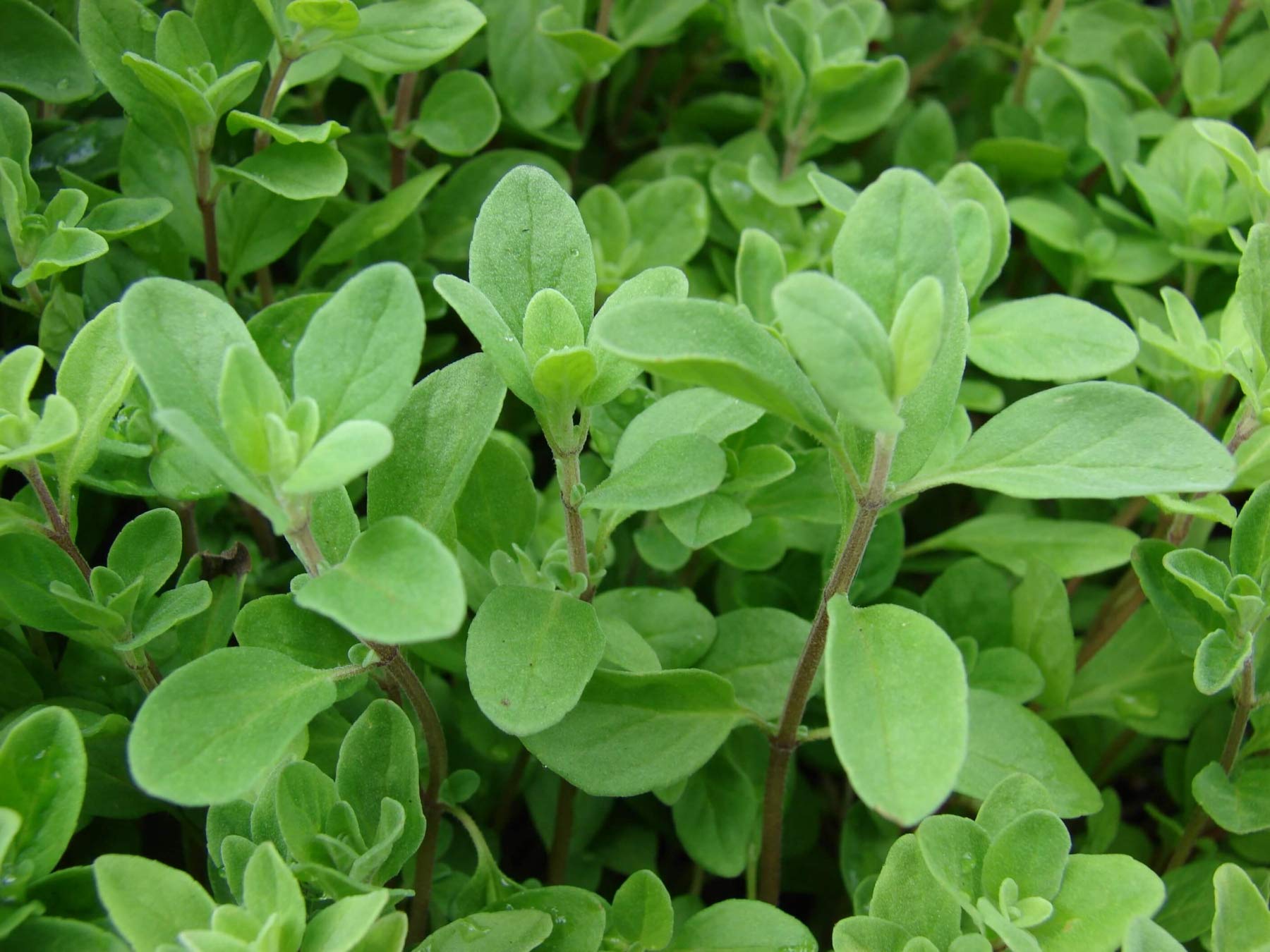 Marjoram white pink Blume clusters attracting pollinators