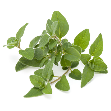 Marjoram Samen Origanum majorana ornamental Kraut