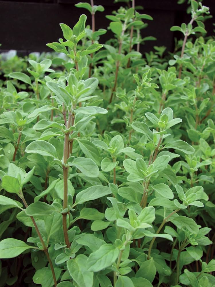 Marjoram Samen Aussaat and germination guide