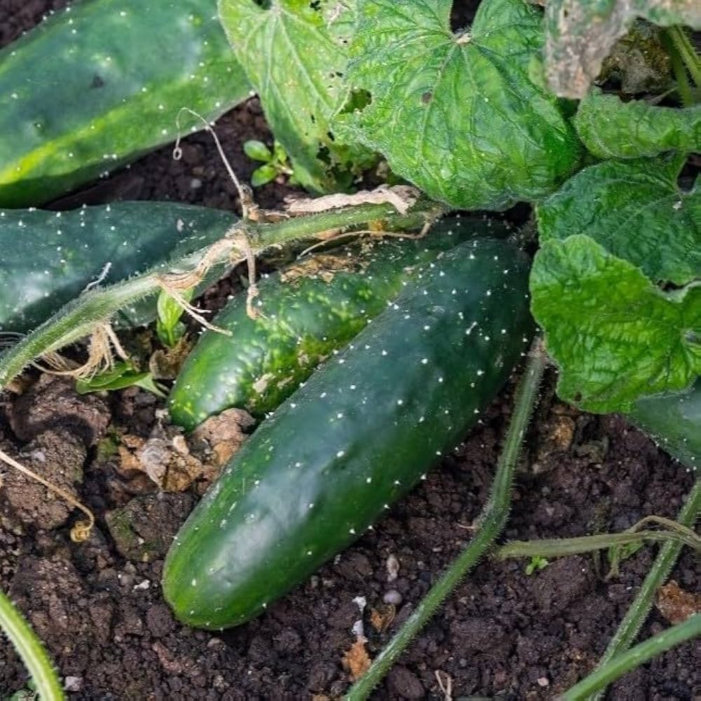 Long dark grüne cucumbers gezogen aus marketmore samen
