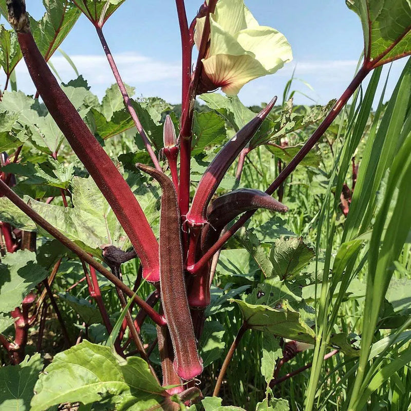 Maroon red okra samen für aussaat in backyard gardens, non gmo variety