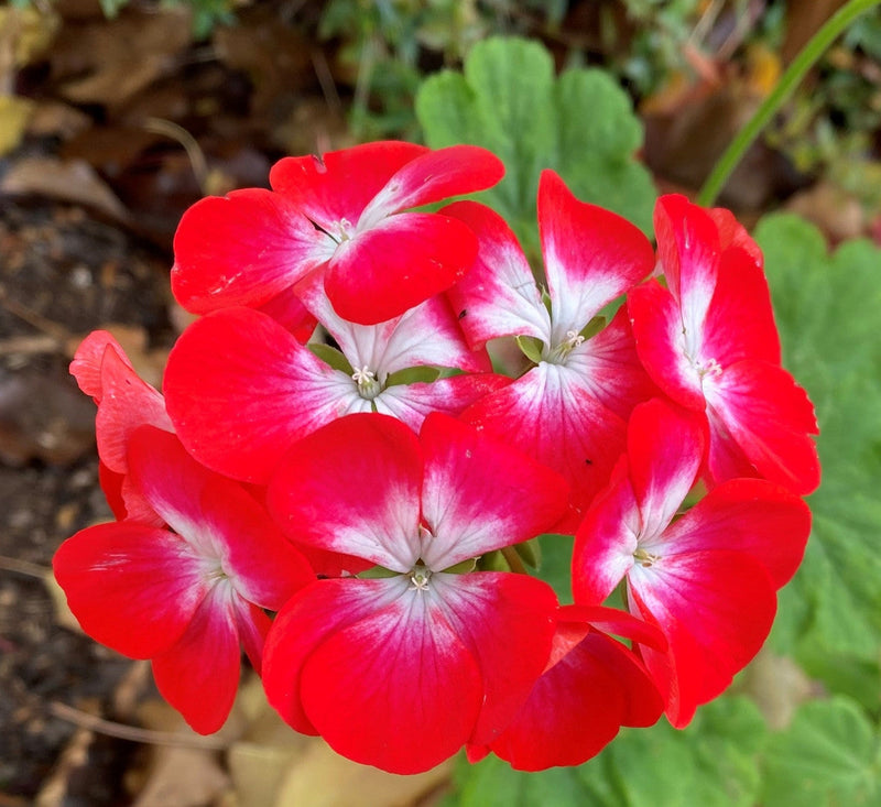 Geranium blume samen maroon rot and weiß