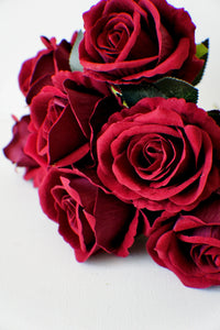 Maroon rose bush in full bloom