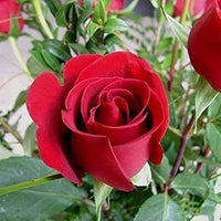 Maroon rose samen for anpflanzung elegant blooms