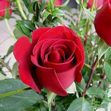 Maroon rose samen for anpflanzung elegant blooms