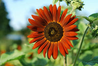 Dark maroon sunflower samen for tall flowering pflanzen