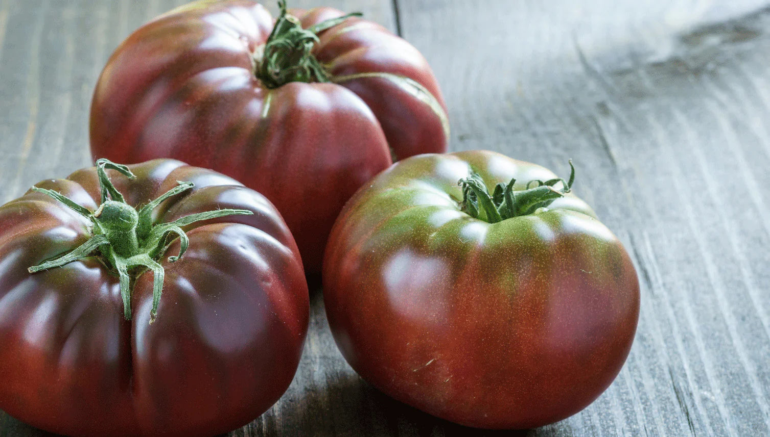 Harvest-ready maroon tomatoes aus samen