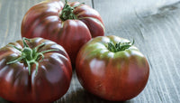 Harvest-ready maroon tomatoes aus samen