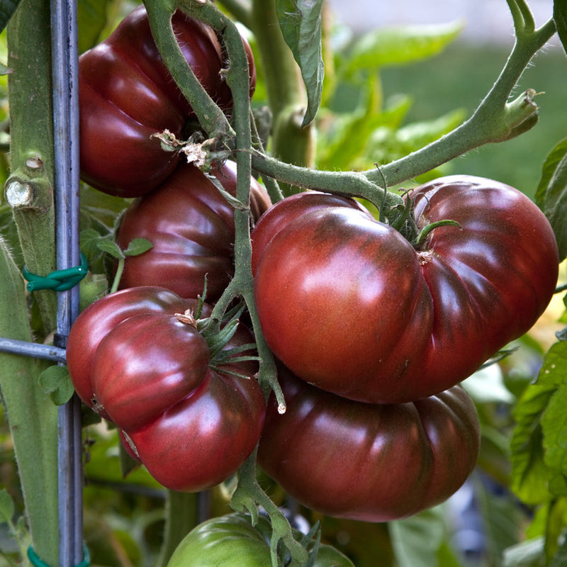 Maroon tomato samen für home garten aussaat, non-gmo