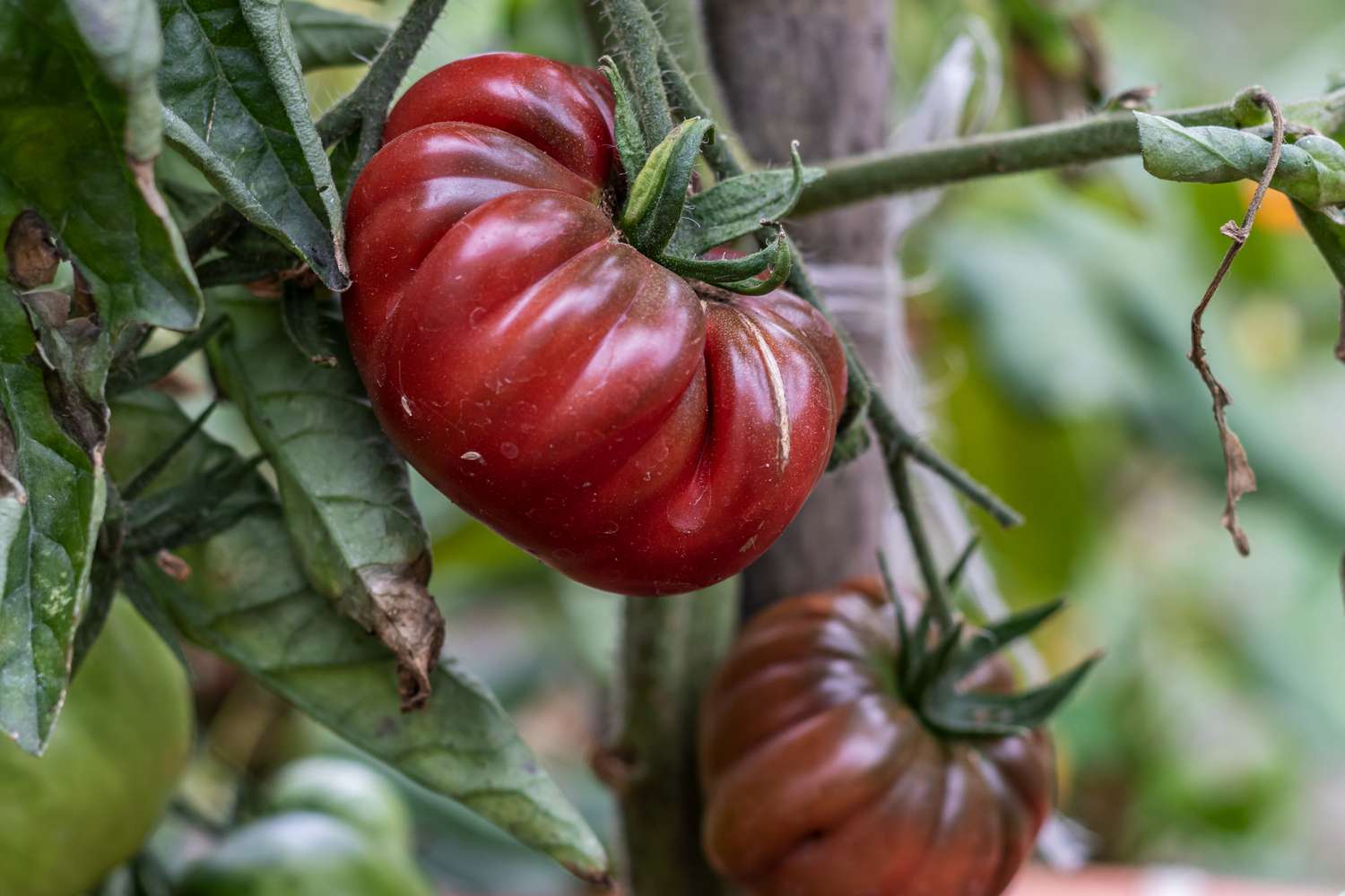 Maroon tomatoes wachsend on healthy pflanzen