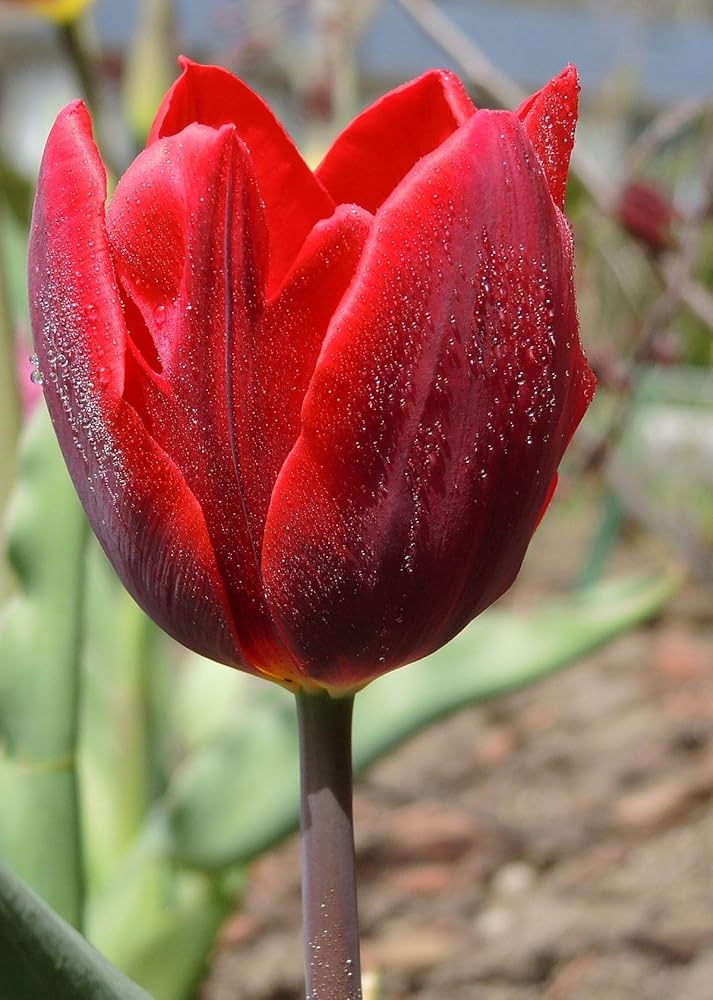 Elegant maroon tulips in garten bed