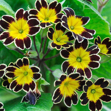 Maroon and gelb primrose blume samen for anpflanzung