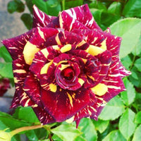 Maroon gelb roses wachsend in a garten