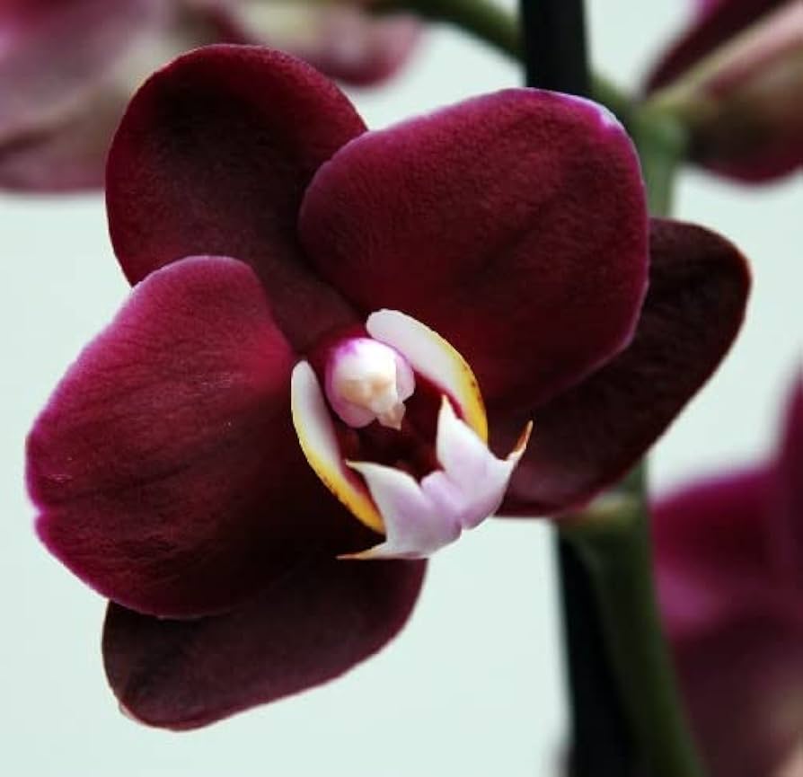Maroon-butterfly-orchid-blume-samen