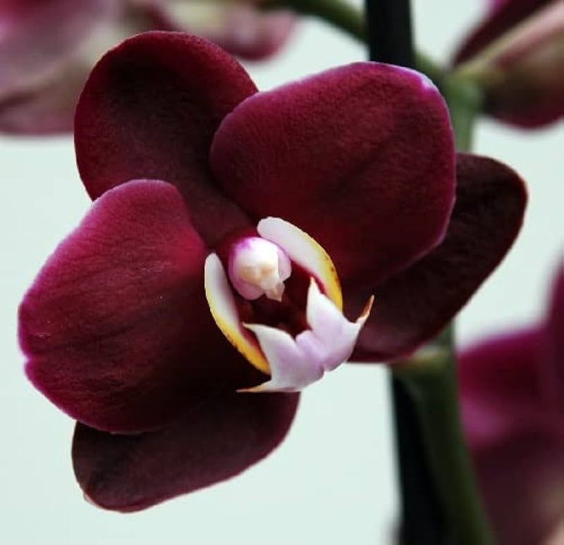 Maroon-butterfly-orchid-blume-samen