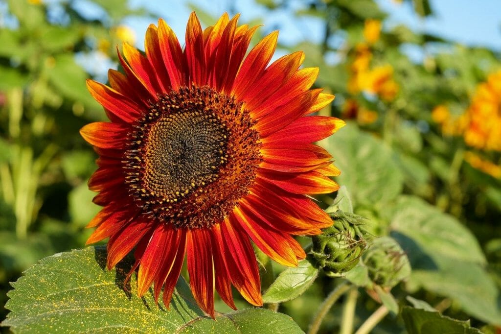 Easy grow marron sunflower garten samen for summer blooms