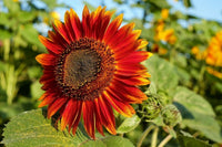 Easy grow marron sunflower garten samen for summer blooms