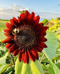 Non gmo marron sunflower anpflanzung samen for home gardens