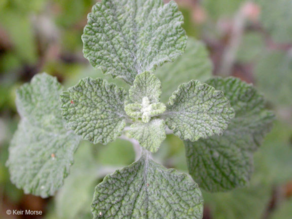 Marrubium vulgare foliage Anbau in full sun