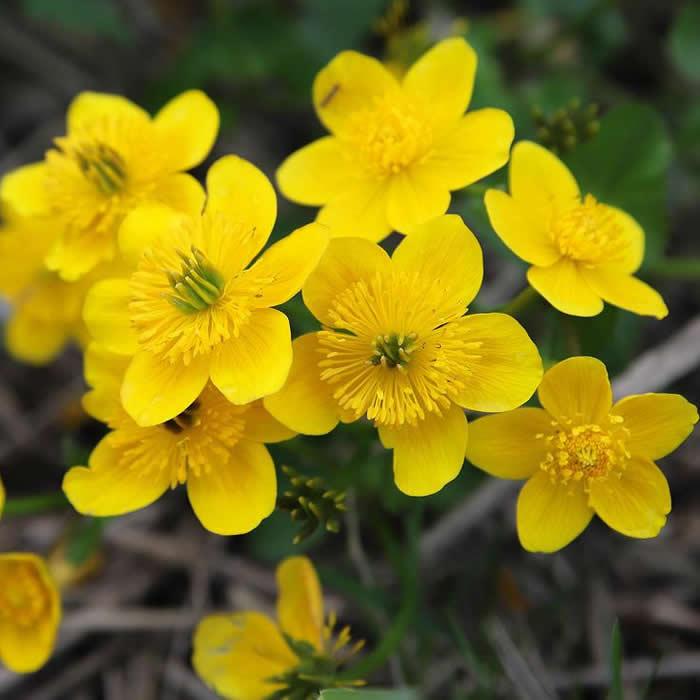 Marsh Studentenblume Blumensamen zur Aussaat Drought verträglich Traditionssorte & ohne Gentechnik Samen Hausgarten