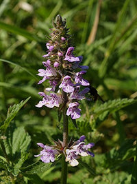 Marsh Woundwort Kraut with purple Blumen Anbau in moist Garten