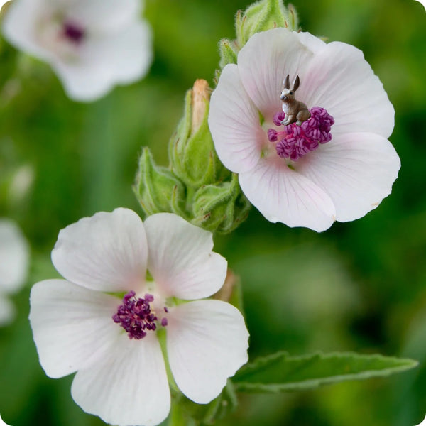 Marshmallow Samen Althaea officinalis pale pink Blumen
