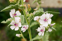 Marshmallow perennial grown from Samen thriving in wet soil