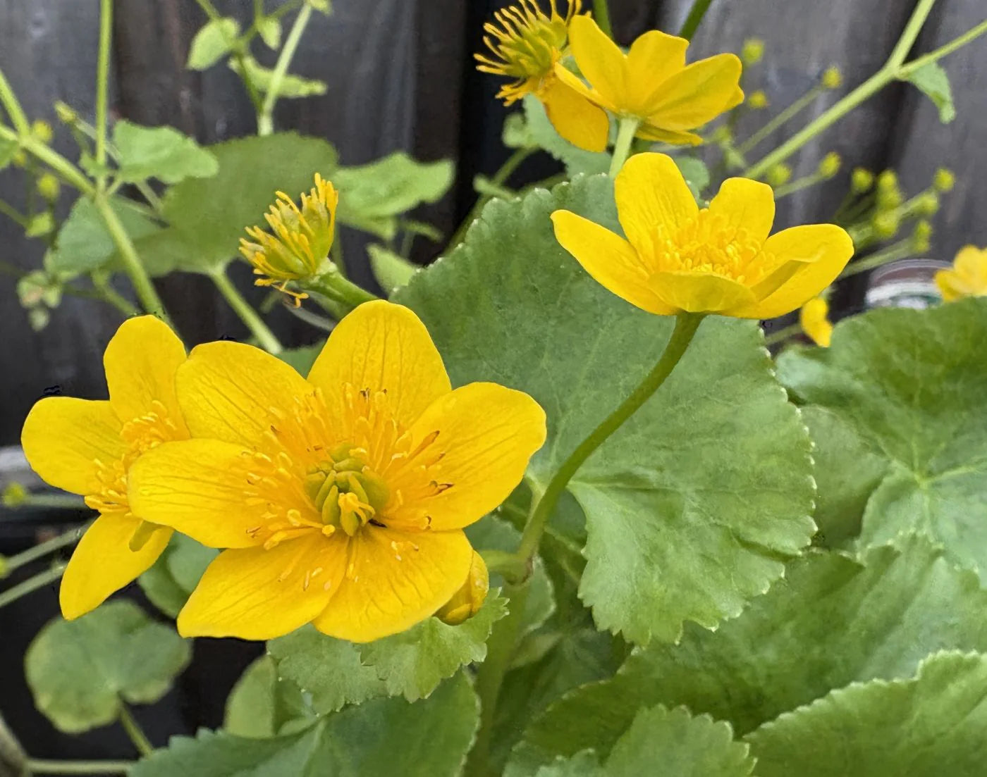 leuchtend Gelb Caltha Palustris Samen zur Aussaat leuchtend mehrjährig Blumen Garten Wetlands