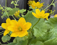 leuchtend Gelb Caltha Palustris Samen zur Aussaat leuchtend mehrjährig Blumen Garten Wetlands