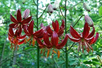 Lilium Martagon Blumensamen zur Aussaat lang Blüte Saison Traditionssorte & ohne Gentechnik Samen Hausgarten