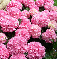 Rosa hydrangea blume samen for beautiful garten anpflanzung